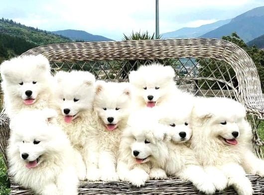 Safkan dişi ve erkek dünya güzeli samoyed yavrularımız