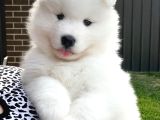 Safkan Dişi Ve Erkek Dünya Güzeli Samoyed Yavrularımız