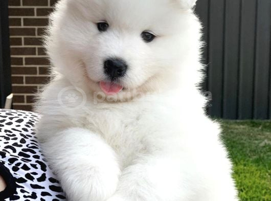 Safkan Dişi Ve Erkek Dünya Güzeli Samoyed Yavrularımız görsel