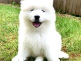 Safkan Dişi Ve Erkek Dünya Güzeli Samoyed Yavrularımız