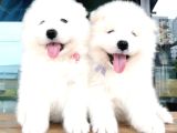 Safkan dişi ve erkek dünya güzeli samoyed yavrularımız
