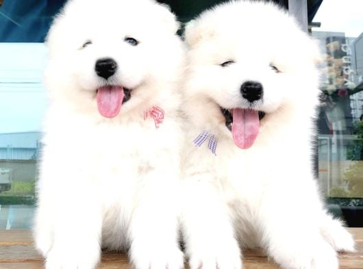 Safkan dişi ve erkek dünya güzeli samoyed yavrularımız