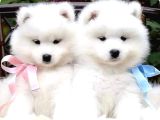 Safkan Dişi Ve Erkek Dünya Güzeli Samoyed Yavrularımız