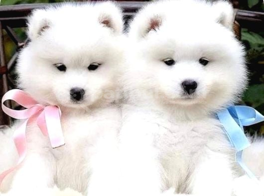 Safkan Dişi Ve Erkek Dünya Güzeli Samoyed Yavrularımız görsel