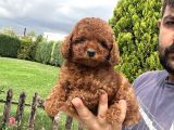 Elit toy poodle yavrularımız