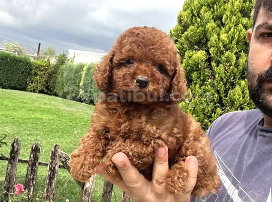 Elit toy poodle yavrularımız