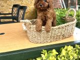 Elit Toy Poodle Yavrularımız