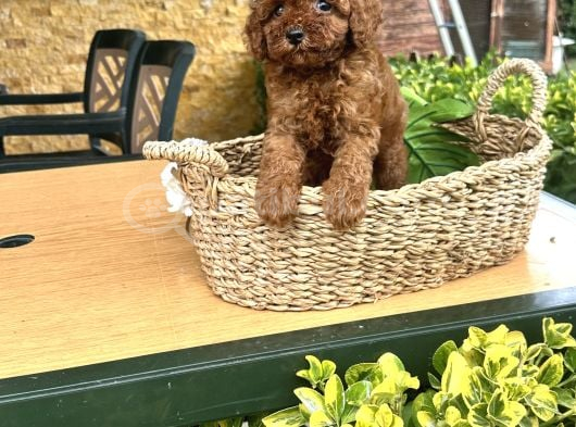 Elit Toy Poodle Yavrularımız görsel