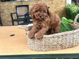 Elit Toy Poodle Yavrularımız