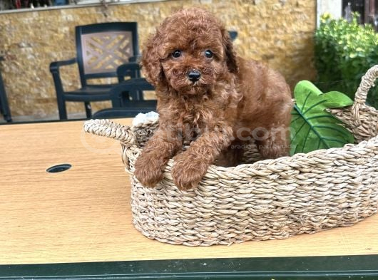 Elit Toy Poodle Yavrularımız görsel