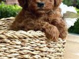 Elit Toy Poodle Yavrularımız
