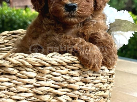 Elit Toy Poodle Yavrularımız görsel