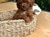 Elit Toy Poodle Yavrularımız