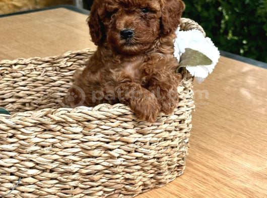 Elit Toy Poodle Yavrularımız görsel