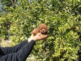 Kore Kan Toy Poodle Bebekler