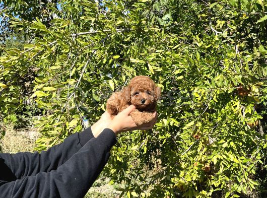 Kore Kan Toy Poodle Bebekler