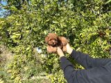 Kore Kan Toy Poodle Bebekler