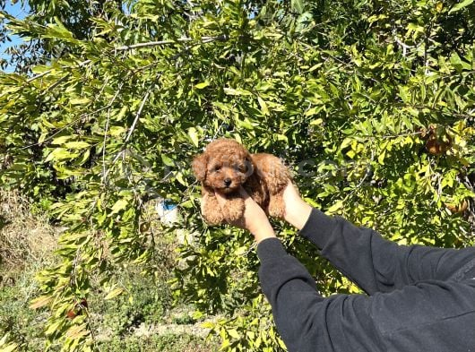 Kore Kan Toy Poodle Bebekler görsel