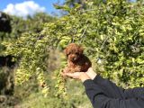 Kore Kan Toy Poodle Bebekler