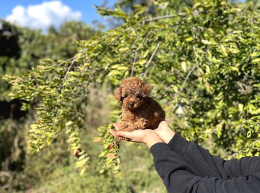 Kore Kan Toy Poodle Bebekler görsel