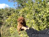 Kore Kan Toy Poodle Bebekler