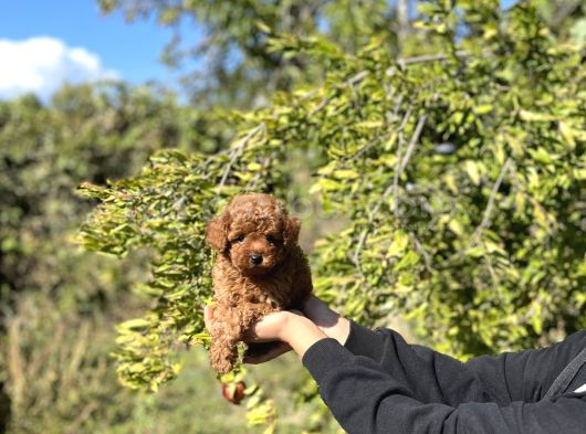 Kore Kan Toy Poodle Bebekler görsel