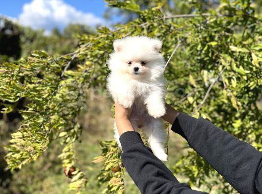 Pomeranian Boo Bebekler görsel