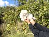 Pomeranian Boo Bebekler