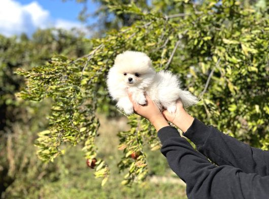 Pomeranian Boo Bebekler görsel