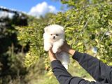 Pomeranian Boo Bebekler