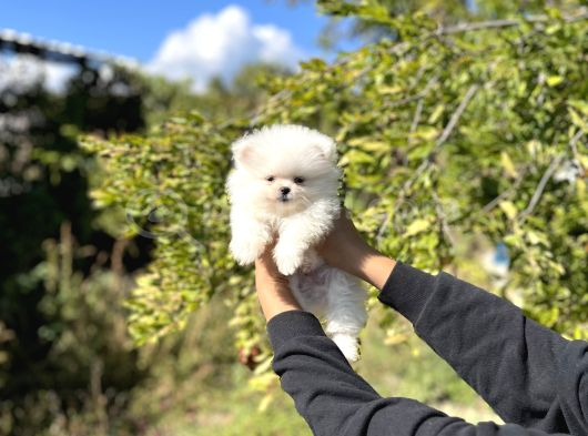 Pomeranian Boo Bebekler