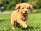 BİR ÇOK SEÇENEK İLE DOODLE BEBEKLERİMİZ A KALİTE