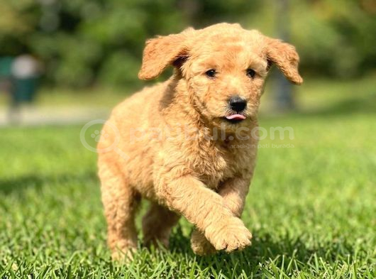 BİR ÇOK SEÇENEK İLE DOODLE BEBEKLERİMİZ A KALİTE