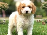 MÜKEMMEL RENK DAĞILI İLE DOODLE BEBEĞİMİZ