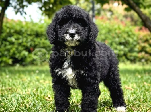 ÖZEL IRK BERNEDOODLE BEBEĞİMİZ A KALİTE