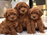 Efane Değerde Aradığınız Poodle Yavrusu Burada