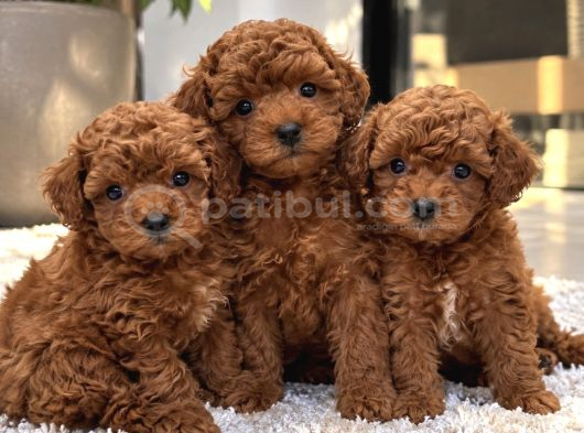 Efane Değerde Aradığınız Poodle Yavrusu Burada