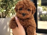 Poodleda Kaliteyi İlk Bakışta Fark Edin