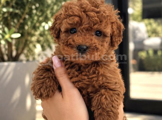 Poodleda Kaliteyi İlk Bakışta Fark Edin