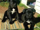 Cane Corso Yavrular