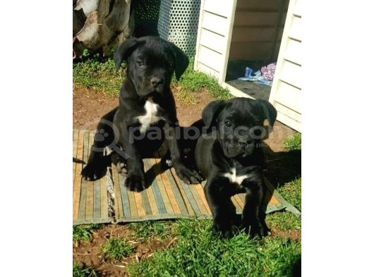 Cane Corso Yavrular görsel