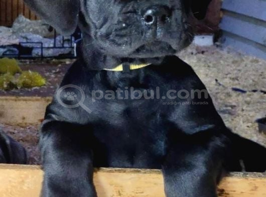 Cane Corso Yavrular görsel