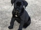 Cane Corso Yavrular
