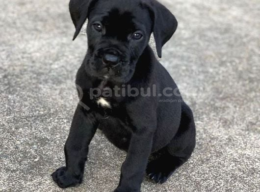 CANE CORSO YAVRULAR