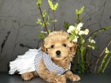 Yavru Sevimli Maltipoo Bebekler