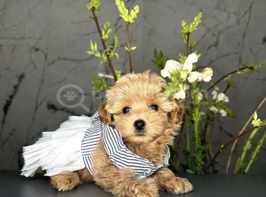 Yavru Sevimli Maltipoo Bebekler