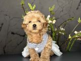 Yavru Sevimli Maltipoo Bebekler