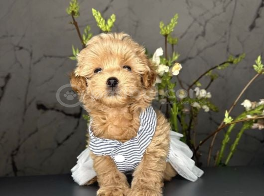 Yavru Sevimli Maltipoo Bebekler görsel