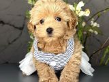 Yavru Sevimli Maltipoo Bebekler