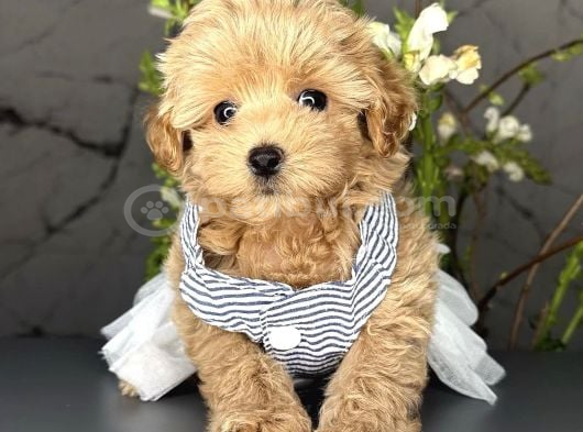 Yavru Sevimli Maltipoo Bebekler görsel